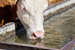 Prominent beef cattle producer saves on livestock water supply